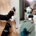 0-main-dog-toys-interactive-suction-cup-push-tpr-ball-toys-pet-puppy-molar-bite-toy-elastic-ropes-dog-tooth-cleaning-chewing-supplies