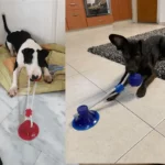 0-main-dog-toys-interactive-suction-cup-push-tpr-ball-toys-pet-puppy-molar-bite-toy-elastic-ropes-dog-tooth-cleaning-chewing-supplies
